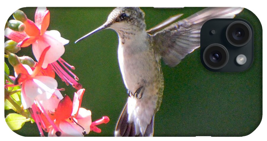 Ruby Throated Hummingbird iPhone Case featuring the photograph Backlit Fuchsia and Hummer by Amy Porter