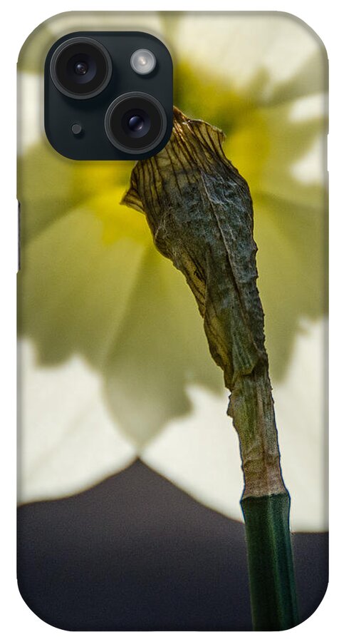 Daffodil iPhone Case featuring the photograph Backside by Jennifer Kano