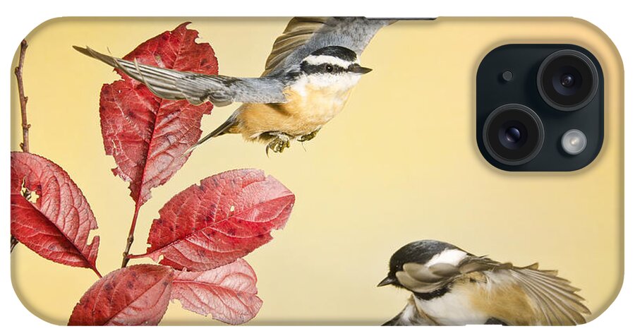 Red Breasted Nut Hatch iPhone Case featuring the photograph Backyard Bird Ballet by Peg Runyan