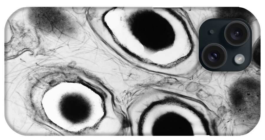 Haemophilus iPhone Case featuring the photograph Bacterial Endospore, Tem by David M. Phillips