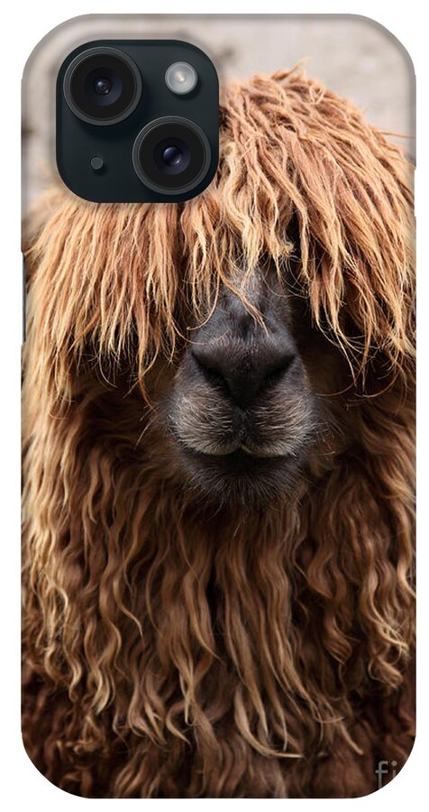 Alpaca iPhone Case featuring the photograph Bad Hair Day by James Brunker