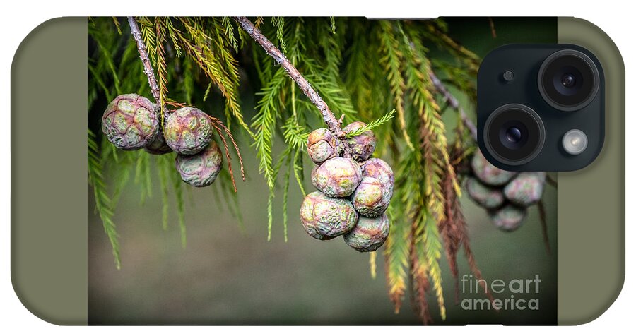 Bald iPhone Case featuring the photograph Bald Cypress tree seed pods by Imagery by Charly