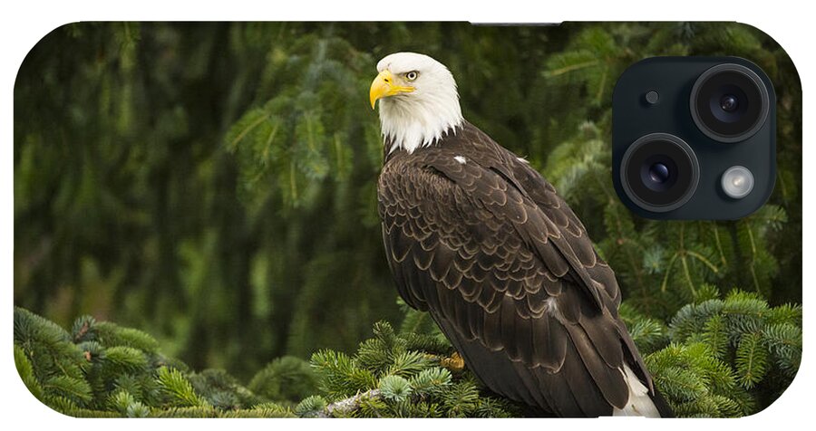 Feb0514 iPhone Case featuring the photograph Bald Eagle Alaska by Flip Nicklin
