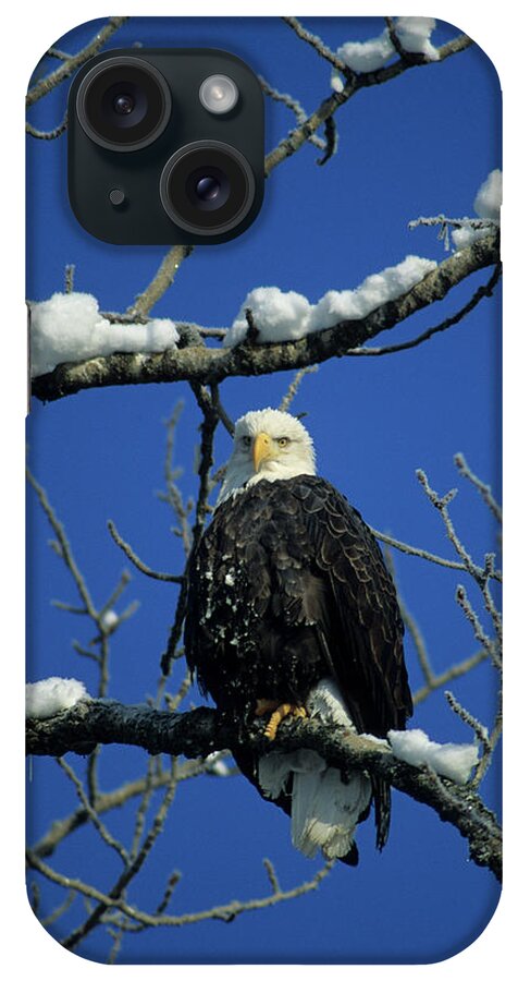 Alaska iPhone Case featuring the photograph Bald Eagle, Chilkat River, Haines by Gerry Reynolds