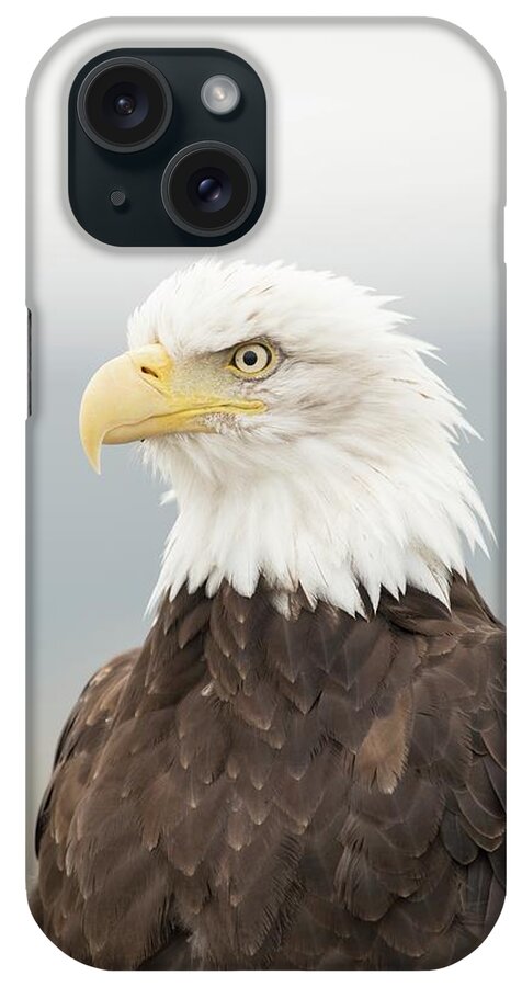 Haliaeetus Leucocephalus iPhone Case featuring the photograph Bald Eagle by Dr P. Marazzi/science Photo Library