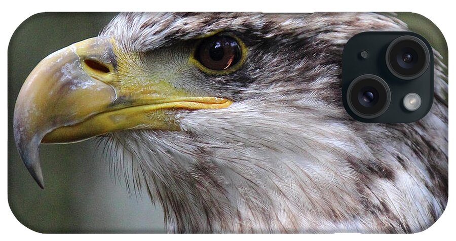 Bald Eagle iPhone Case featuring the photograph Bald Eagle - Juvenile - Profile by Randy Hall