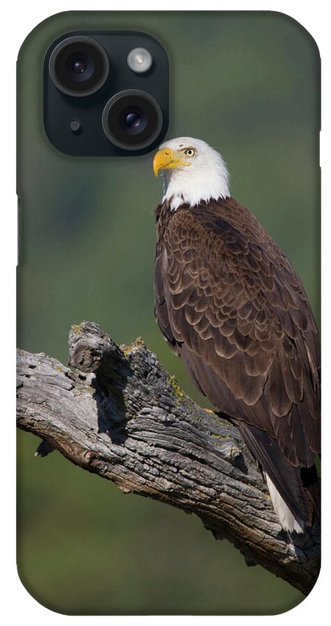 Bald Eagle iPhone Case featuring the photograph Bald Eagle by Ken Archer