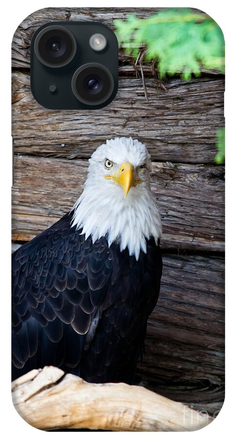 United States Of America iPhone Case featuring the photograph Bald Eagle by Ms Judi