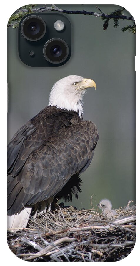 Feb0514 iPhone Case featuring the photograph Bald Eagle On Nest With Chick Alaska by Michael Quinton