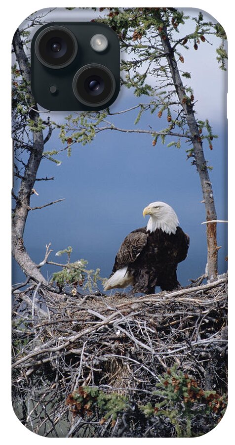 Feb0514 iPhone Case featuring the photograph Bald Eagle Parent On Nest Alaska by Michael Quinton