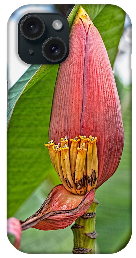 Hawaii iPhone Case featuring the photograph Banana Tree Flower by Dan McManus