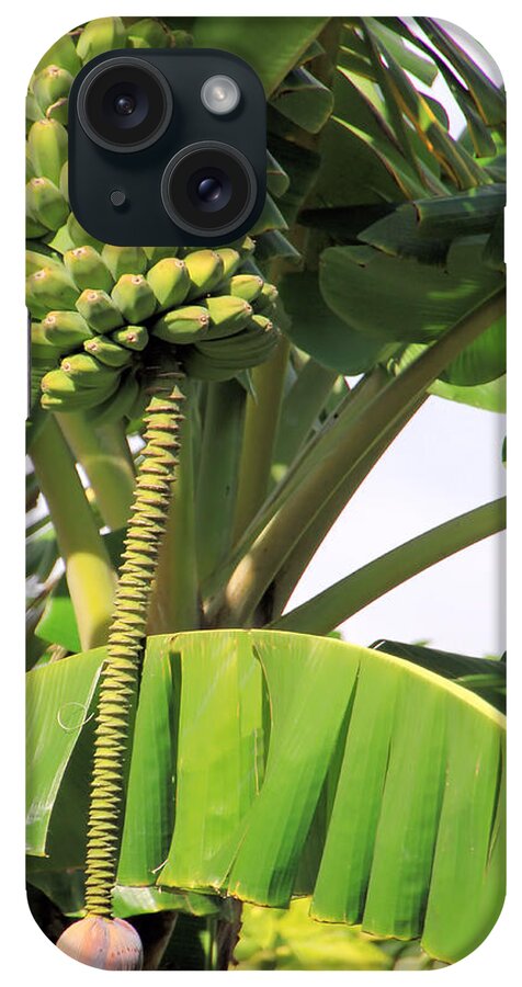 Tree iPhone Case featuring the photograph Banana Tree by Rosalie Scanlon