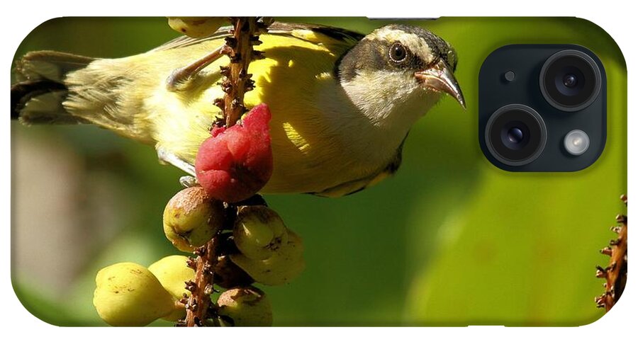 Bananaquit iPhone Case featuring the photograph Bananaquit Perch by Adam Jewell