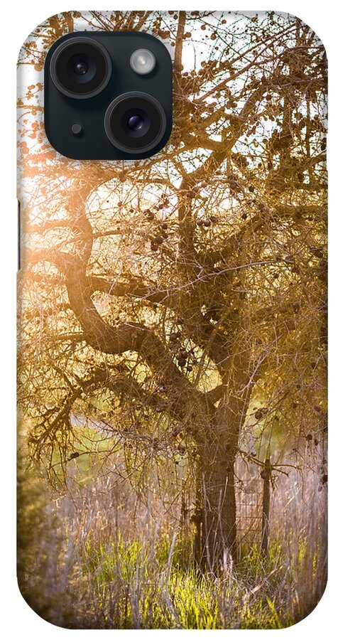 Bare iPhone Case featuring the photograph Bare Tree by Mike Lee