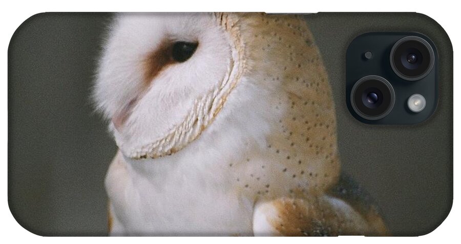 Barn Owl iPhone Case featuring the photograph Barn Owl by David Porteus