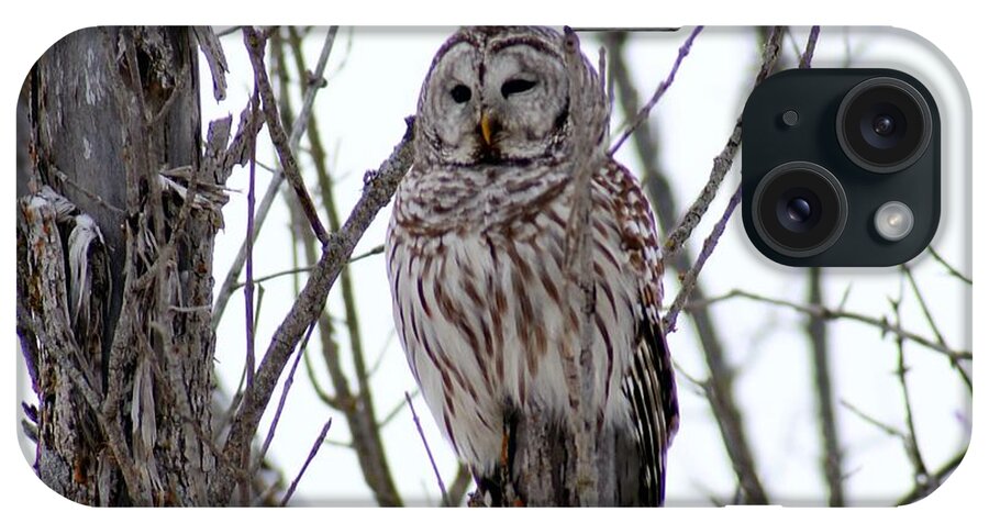 Owl iPhone Case featuring the photograph Barred Owl by Steven Clipperton