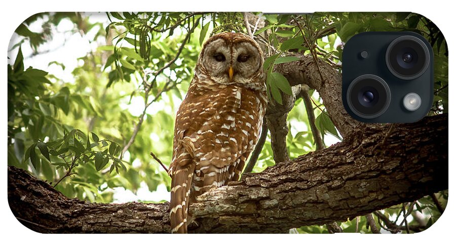 Barred iPhone Case featuring the photograph Barred Owl Under Canopy by Robert Frederick