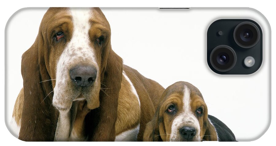 Basset Hound iPhone Case featuring the photograph Basset Hound Dogs by Jean-Michel Labat