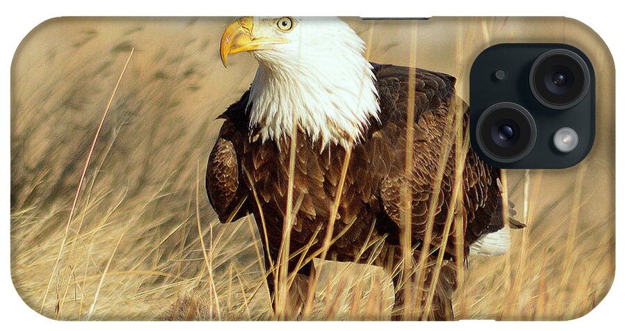 Bald Eagle iPhone Case featuring the photograph Be Aware by Al Swasey