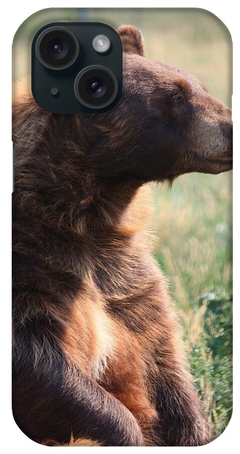 Bear iPhone Case featuring the photograph Bear Up by Veronica Batterson