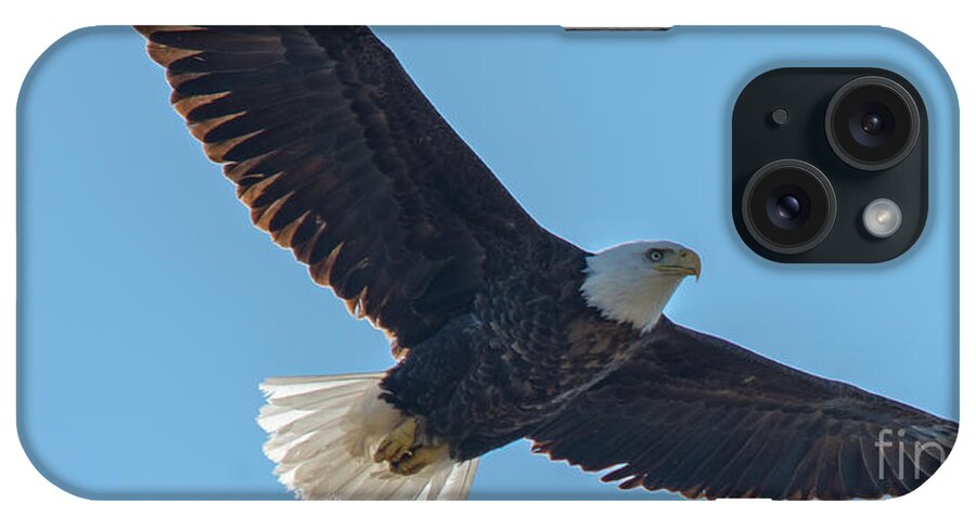 Bird iPhone Case featuring the photograph Beautiful Bald Eagle by Cheryl Baxter
