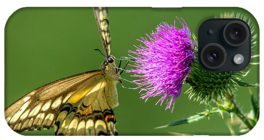 Cheryl Baxter iPhone Case featuring the photograph Beautiful Giant Butterfly by Cheryl Baxter