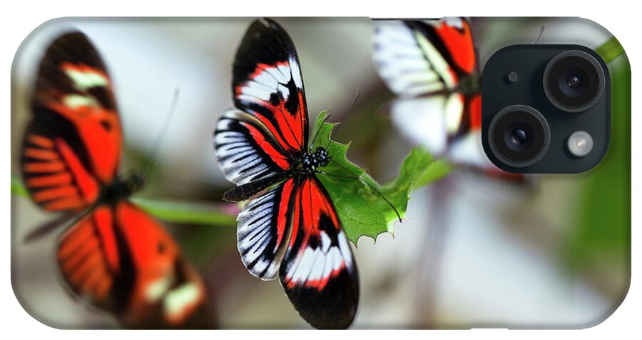 Flowerbed iPhone Case featuring the photograph Beautiful Orange Butterflies Mating by Jodijacobson