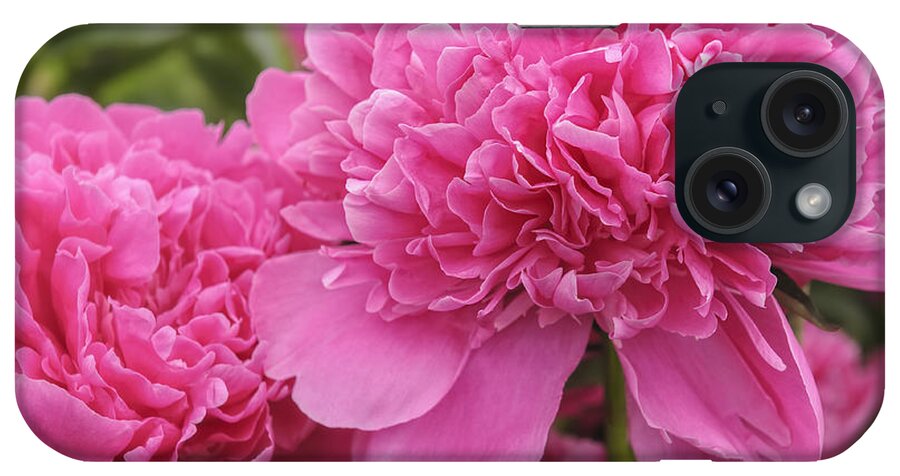 Pink iPhone Case featuring the photograph Beautiful pink peony Albert Crousse Paeonia Lactifora Albert Cro by Marianne Campolongo
