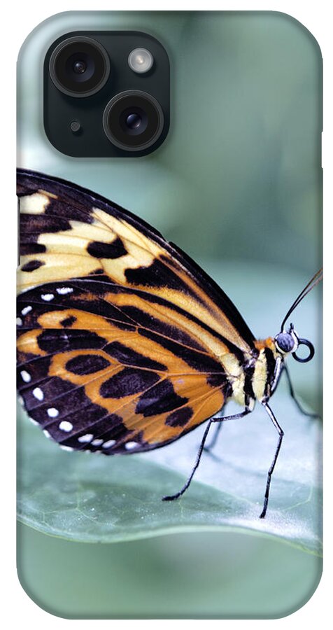 Ed Cracker Butterfly iPhone Case featuring the photograph Beautiful Red Cracker Butterfly by Her Arts Desire