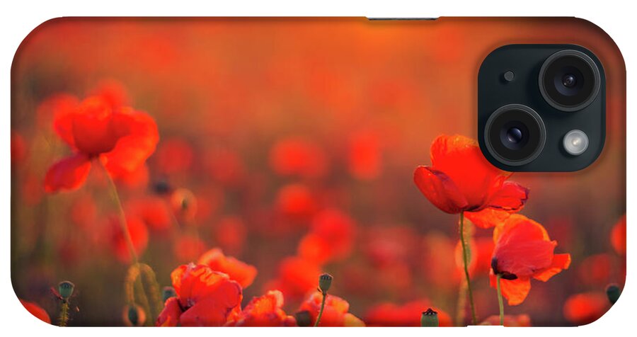 Tranquility iPhone Case featuring the photograph Beautiful Sunset Over Poppy Field by Levente Bodo