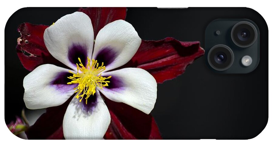 Flower iPhone Case featuring the photograph Beautiful white petal yellow stamen purple shades Aquilegia Columbine flower by Imran Ahmed