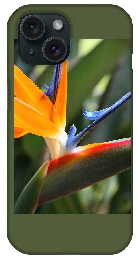 Bird Of Paradise iPhone Case featuring the photograph Beauty in Paradise by Kerri Ligatich