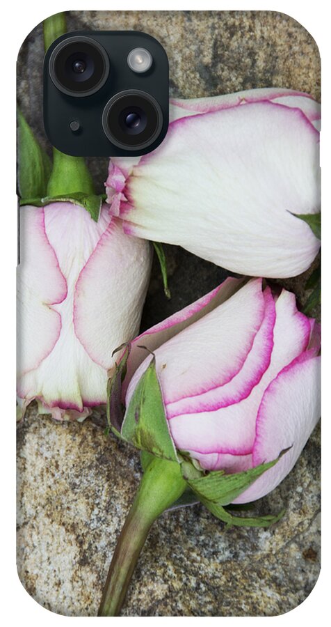Rose iPhone Case featuring the photograph Beauty Is In The Imperfections 8 by Angelina Tamez
