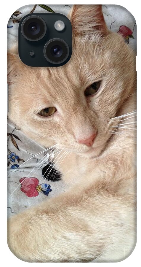 Orange Haired Cat iPhone Case featuring the photograph Beauty by Kim Prowse