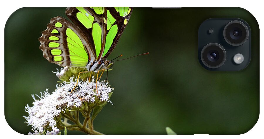 Butterfly iPhone Case featuring the photograph Beauty Of Nature Butterfly 3 Brazil by Bob Christopher