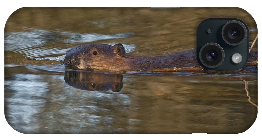 Fauna iPhone Case featuring the photograph Beaver Swimming by Ron Sanford