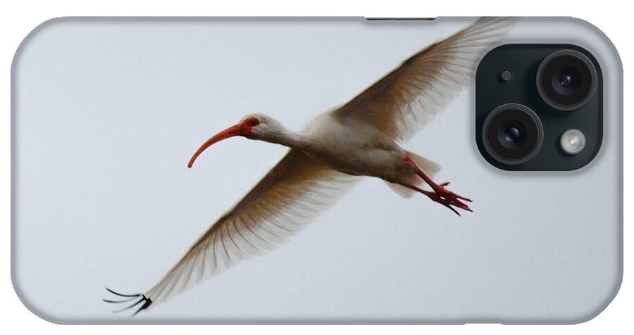 American White Ibis iPhone Case featuring the photograph Bec Croche by Barry Bohn