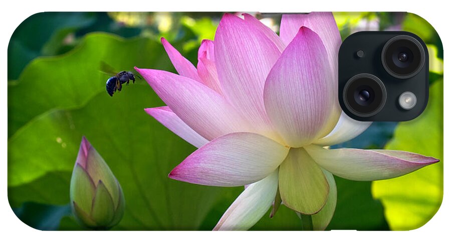 Bee iPhone Case featuring the photograph Bee at a Lotus Flower by Mary Lee Dereske