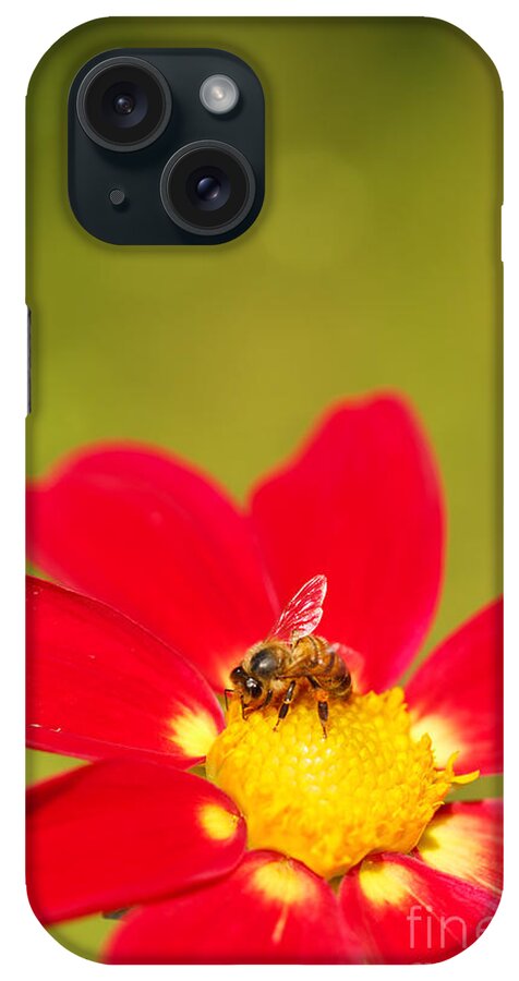 Dahlia iPhone Case featuring the photograph Bee-autiful by Beve Brown-Clark Photography
