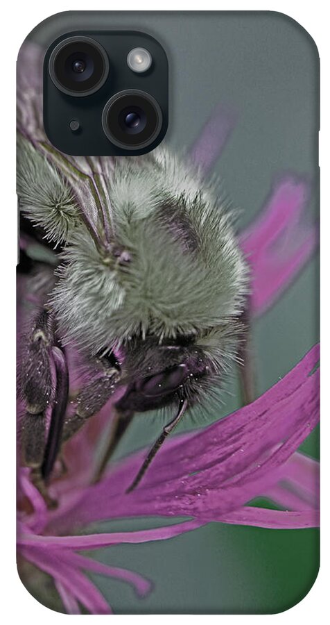 Insects iPhone Case featuring the photograph Bee Calm by Jennifer Robin