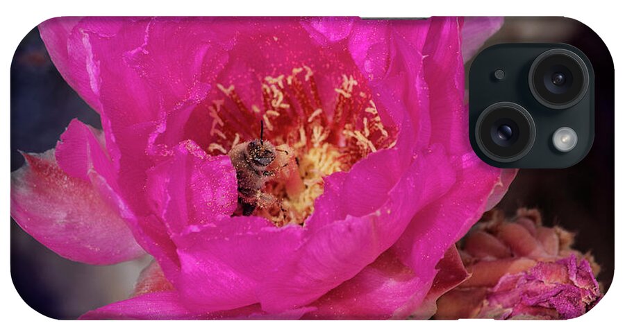 Cactus iPhone Case featuring the photograph Bee on a Beavertail by Sandra Selle Rodriguez