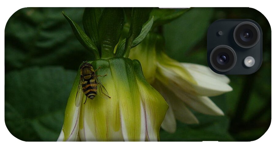 Jane Ford iPhone Case featuring the photograph Bee On Flower by Jane Ford