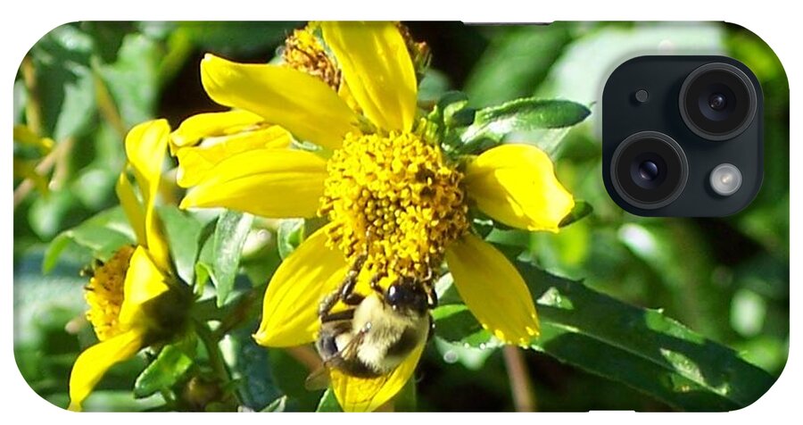Bee iPhone Case featuring the photograph Bee On Flower by Michelle Miron-Rebbe