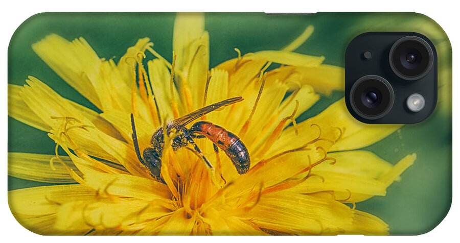 Halictid Bee iPhone Case featuring the photograph Bee Pollinator by Jivko Nakev