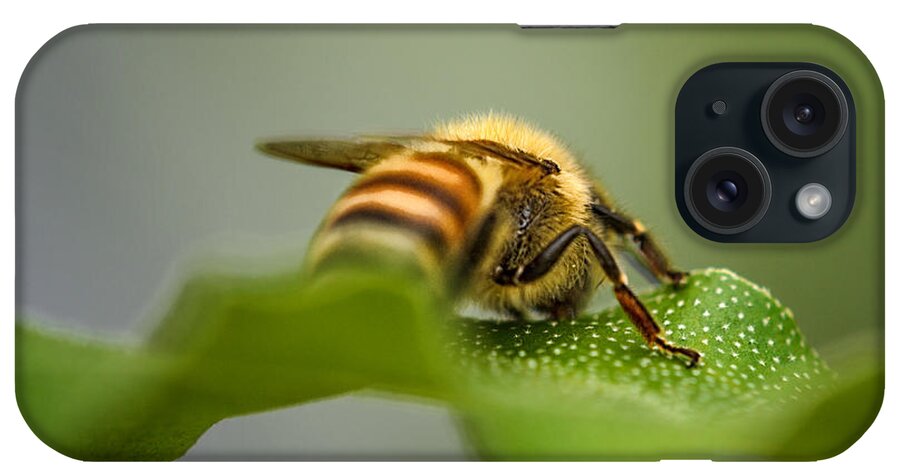Bee iPhone Case featuring the photograph Bee Still by Sue Capuano