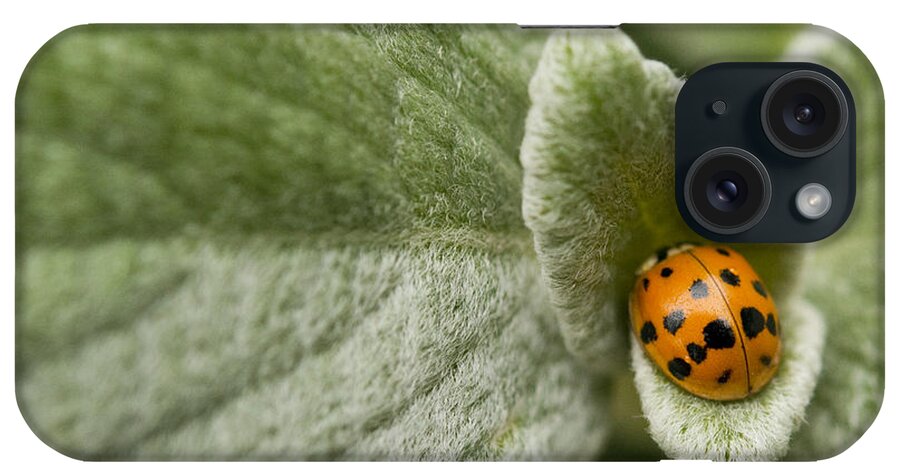 Fall iPhone Case featuring the photograph Beetle Pad by Joan Wallner