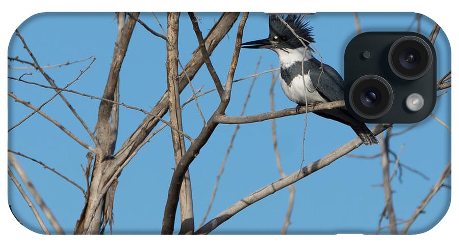 Belted Kingfisher iPhone Case featuring the photograph Belted Kingfisher 4 by Ernest Echols