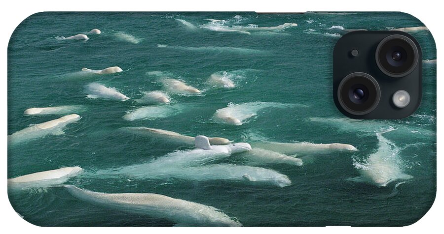 00100960 iPhone Case featuring the photograph Beluga Delphinapterus Leucas Group by Flip Nicklin