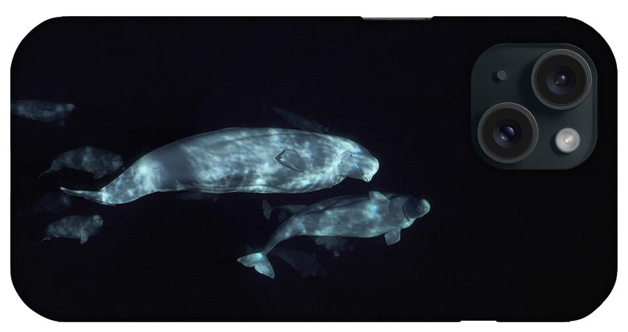 Feb0514 iPhone Case featuring the photograph Beluga Pod by Flip Nicklin