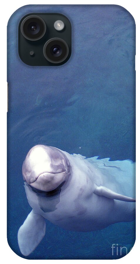 Beluga Whale iPhone Case featuring the photograph Beluga Whale by Mark Newman